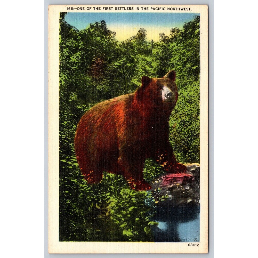 Postcard Bear One of the First Settlers in the Pacific Northwest Unposted c1940s